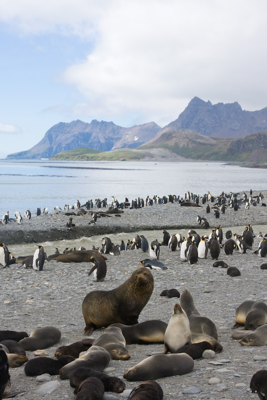 Antarctic Fur Seal Harem